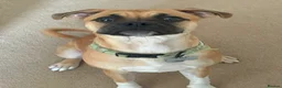 Mixed Breed dogs for sale: Luna  - Advert 3