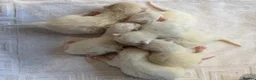 Ragdoll cats for sale: Rare Flame Lynx Ragdoll Kittens excellent Quality  - Advert 3