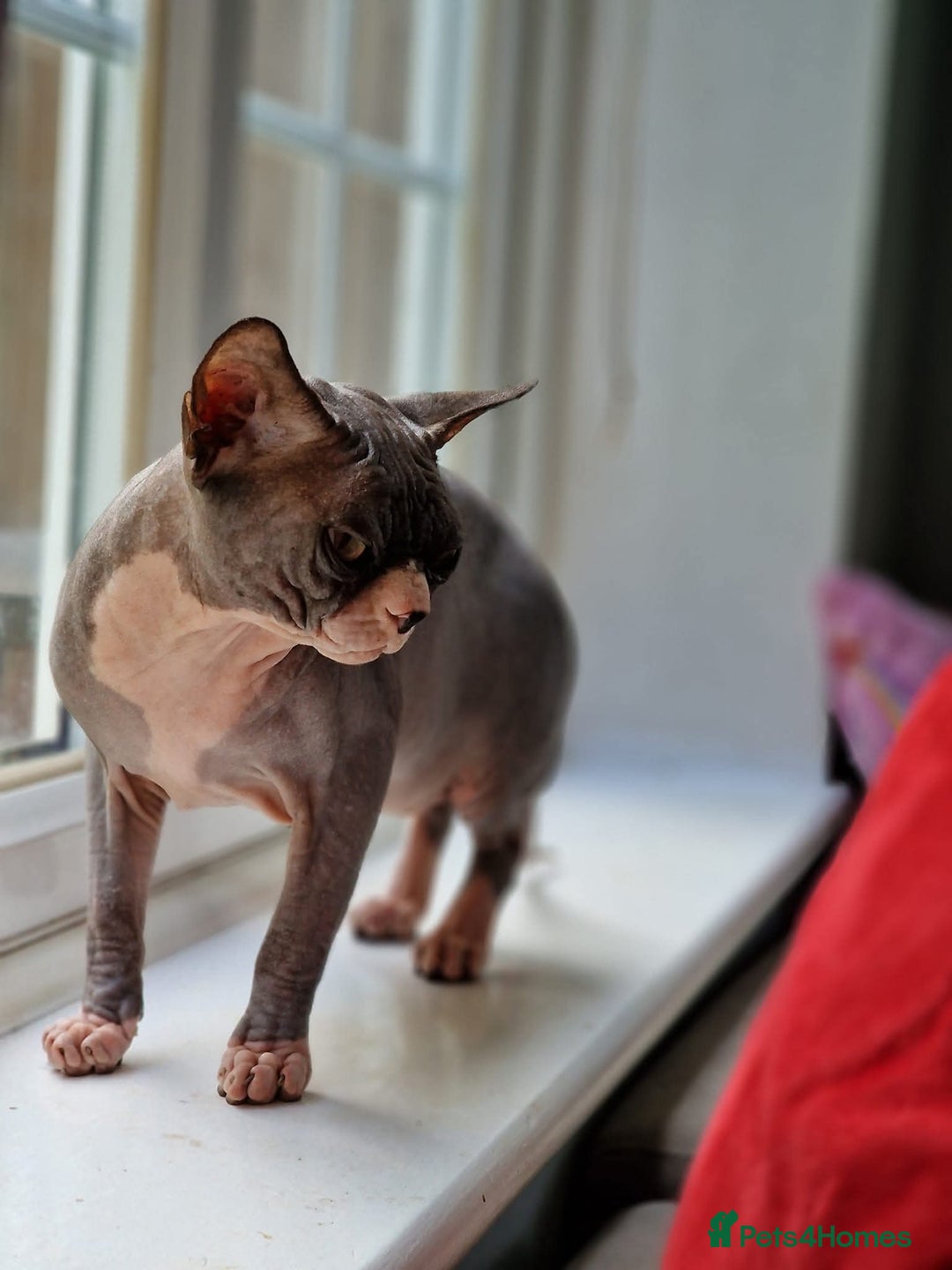 Sphynx cats for sale: Oscar  - Advert 4