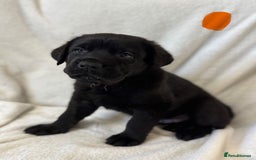 Mixed Breed dogs for sale: Two gorgeous Shepherd cross Mastiff male pups left - Image 11