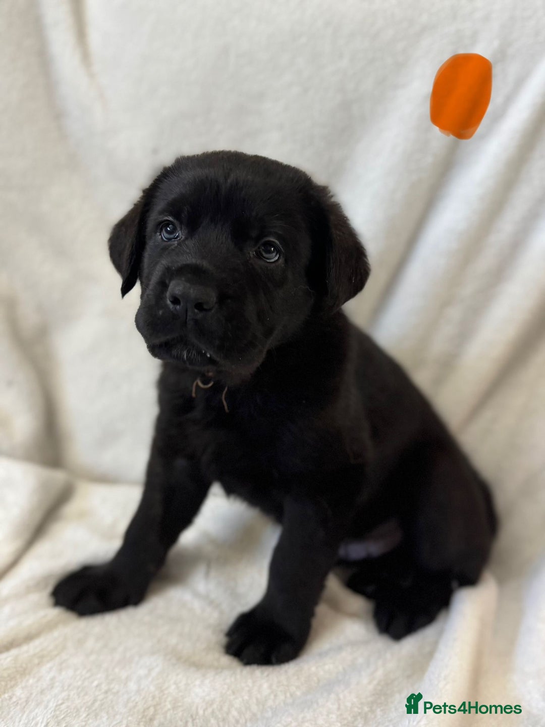 Mixed Breed dogs for sale: Two gorgeous Shepherd cross Mastiff male pups left - Image 11