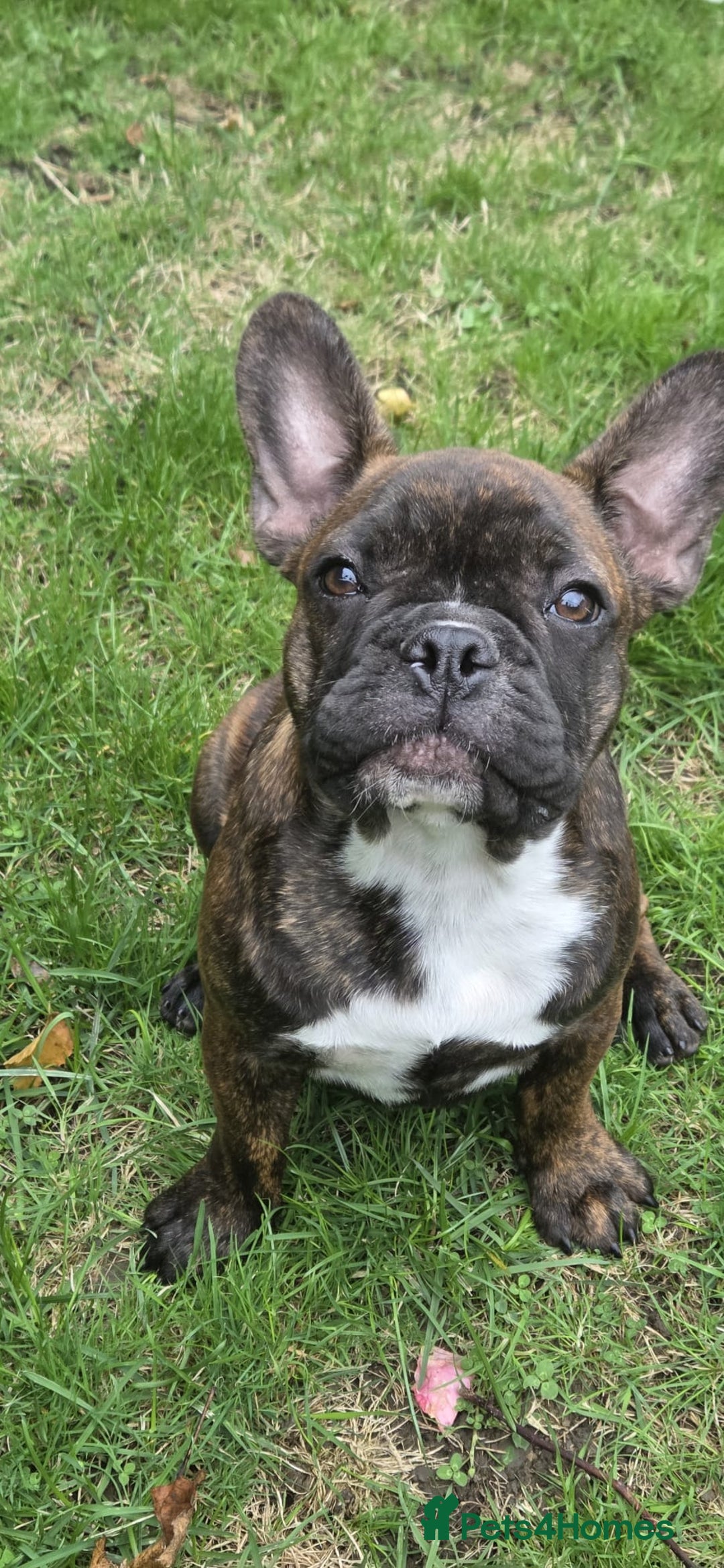 French Bulldog dogs for sale: French bulldog pups ready to leave - Image 26