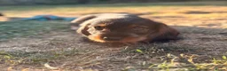 Dachshund dogs for sale: Standard Wirehaired Dachshund - Advert 9