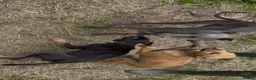 Lurcher dogs for sale: Quality Lurcher pups  in Cwmbran - Advert 17