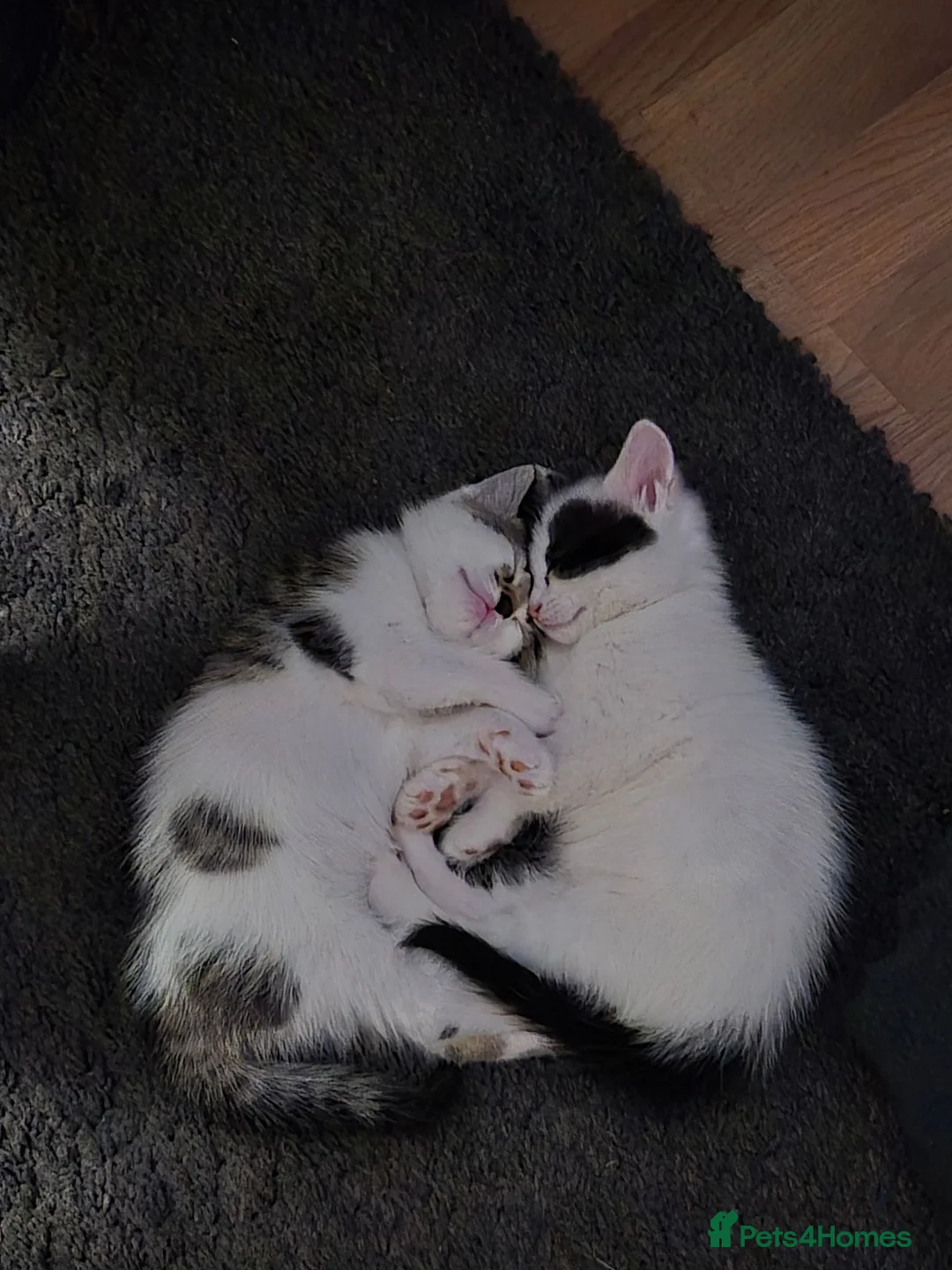 Mixed Breed cats for sale: 3 female Kittens for sale - Advert 8
