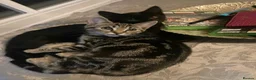Mixed Breed cats for sale: kittens with love - Advert 30