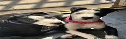 Mixed Breed dogs for sale: Millie & Luna - Advert 5