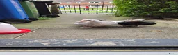 Ducks poultry for sale: Male & female muscovies  - Advert 3