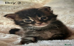 Maine Coon cats for sale: GCCF MAINE COON KITTENS (ACTIVE REG AVAILABLE) - Image 4