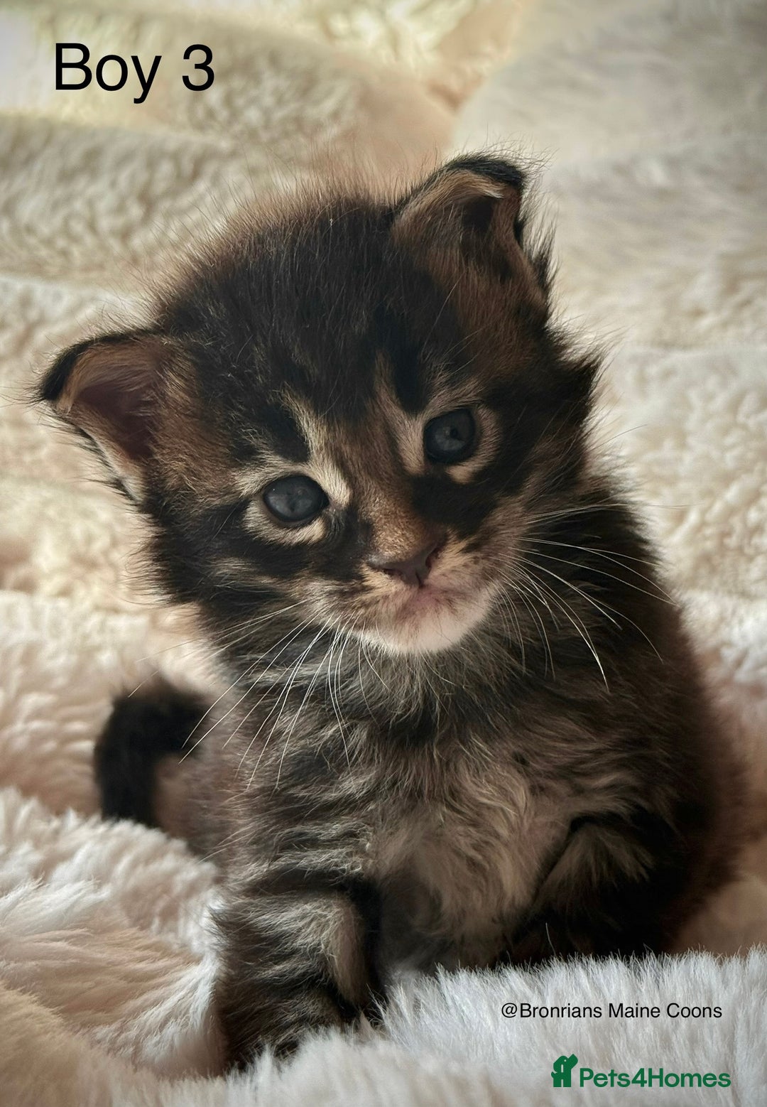 Maine Coon cats for sale: GCCF MAINE COON KITTENS (ACTIVE REG AVAILABLE) - Image 4
