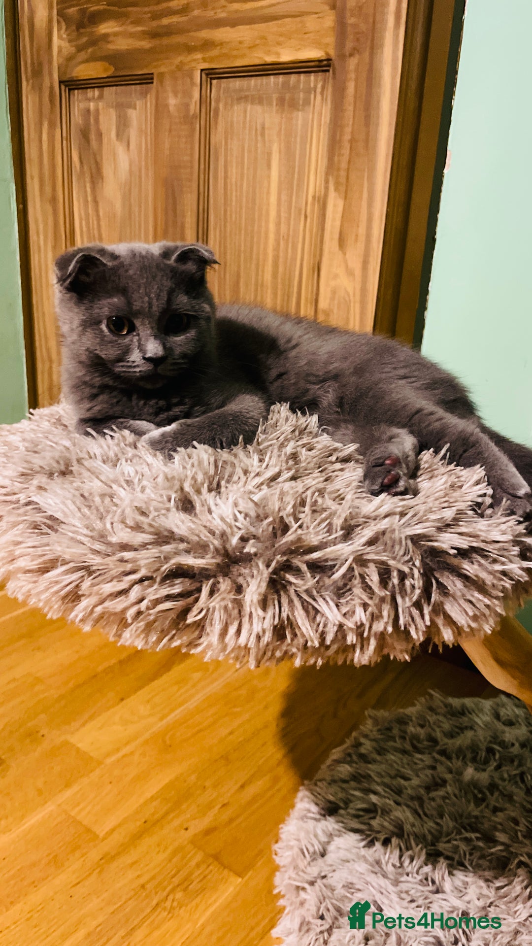 Scottish Fold cats for sale: Last boy available ❤️ looking for new 🏠 - Image 7