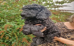 Cockapoo dogs for sale: SIMPLY UNIQUE SHOW TYPE F1b COCKAPOOS - Image 11