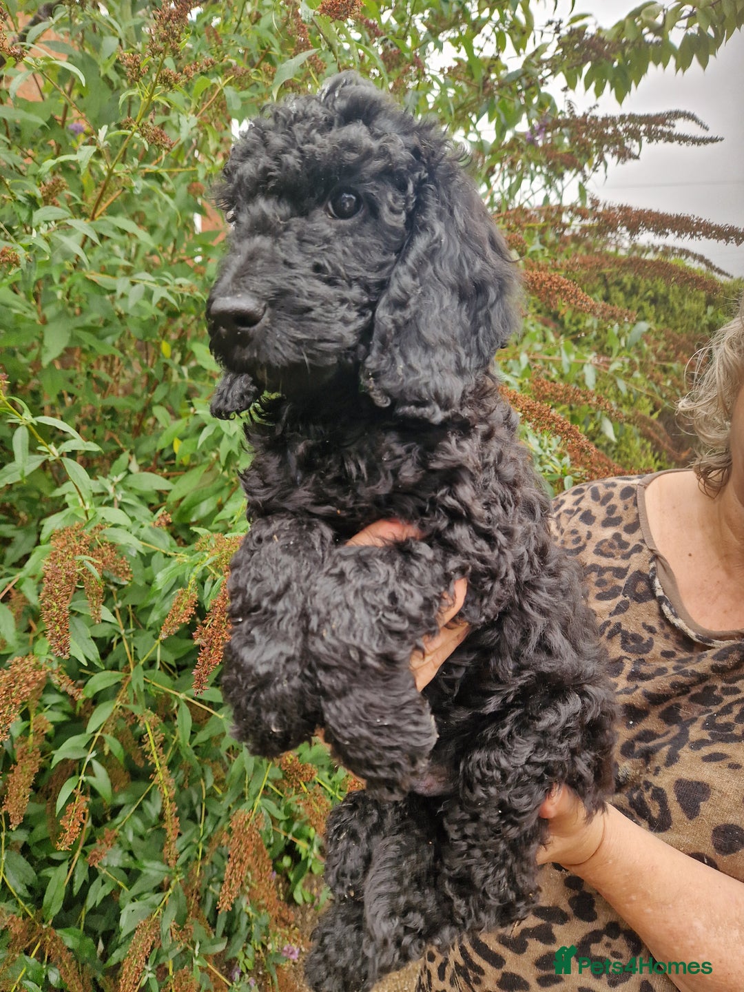 Cockapoo dogs for sale: SIMPLY UNIQUE SHOW TYPE F1b COCKAPOOS - Image 11