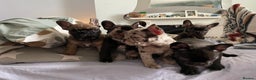 French Bulldog dogs for sale: French Bulldog - Advert 2