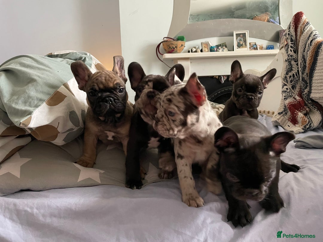 French Bulldog dogs for sale: French Bulldog - Advert 2
