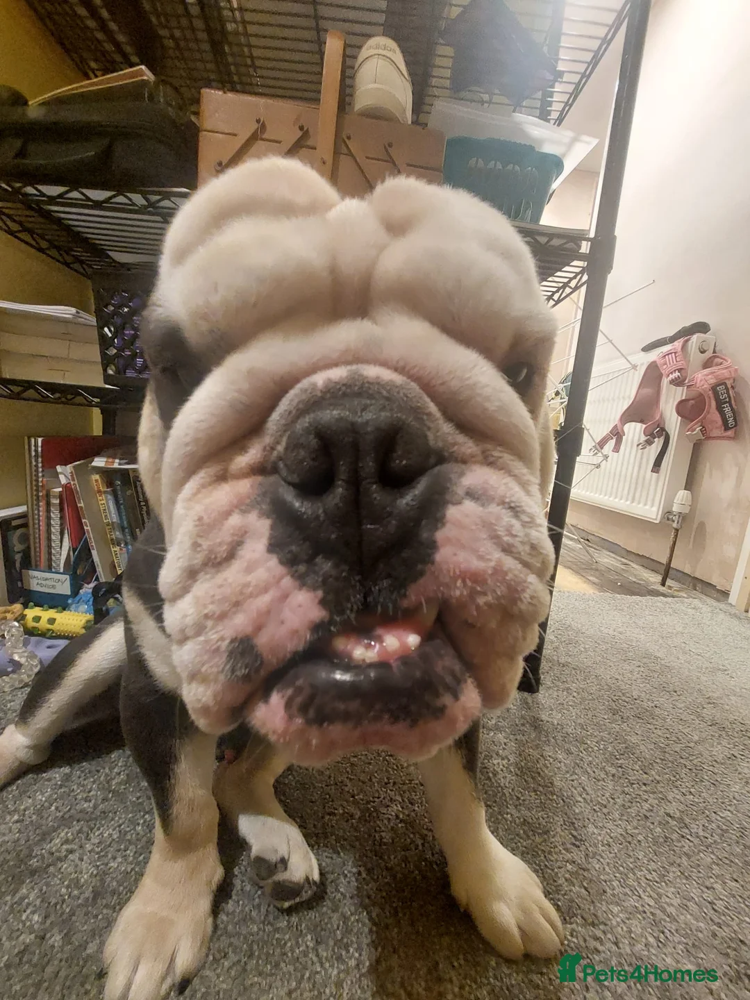 English Bulldog dogs for sale: Biscuit the bulldog in Camborne - Advert 1