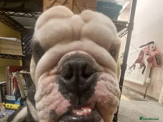 English Bulldog dogs Biscuit the bulldog - Advert 6