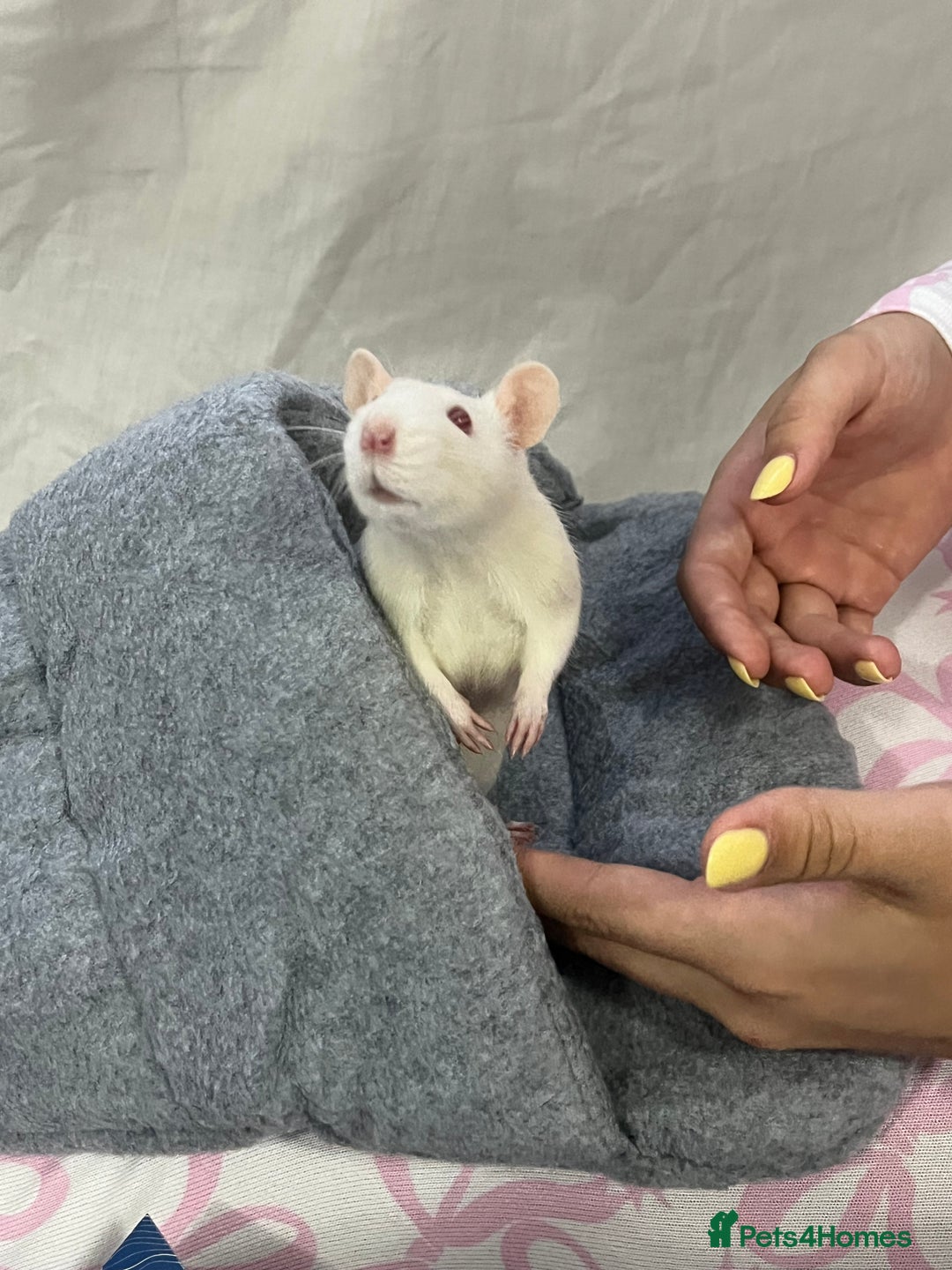 Rat rodents for sale: Dotty & rolo - Advert 2