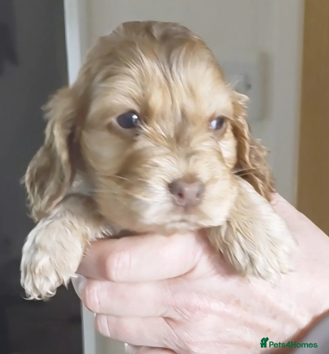 Cocker Spaniel dogs for sale: Show Chocolate Sable from health clear KC parents - Advert 9