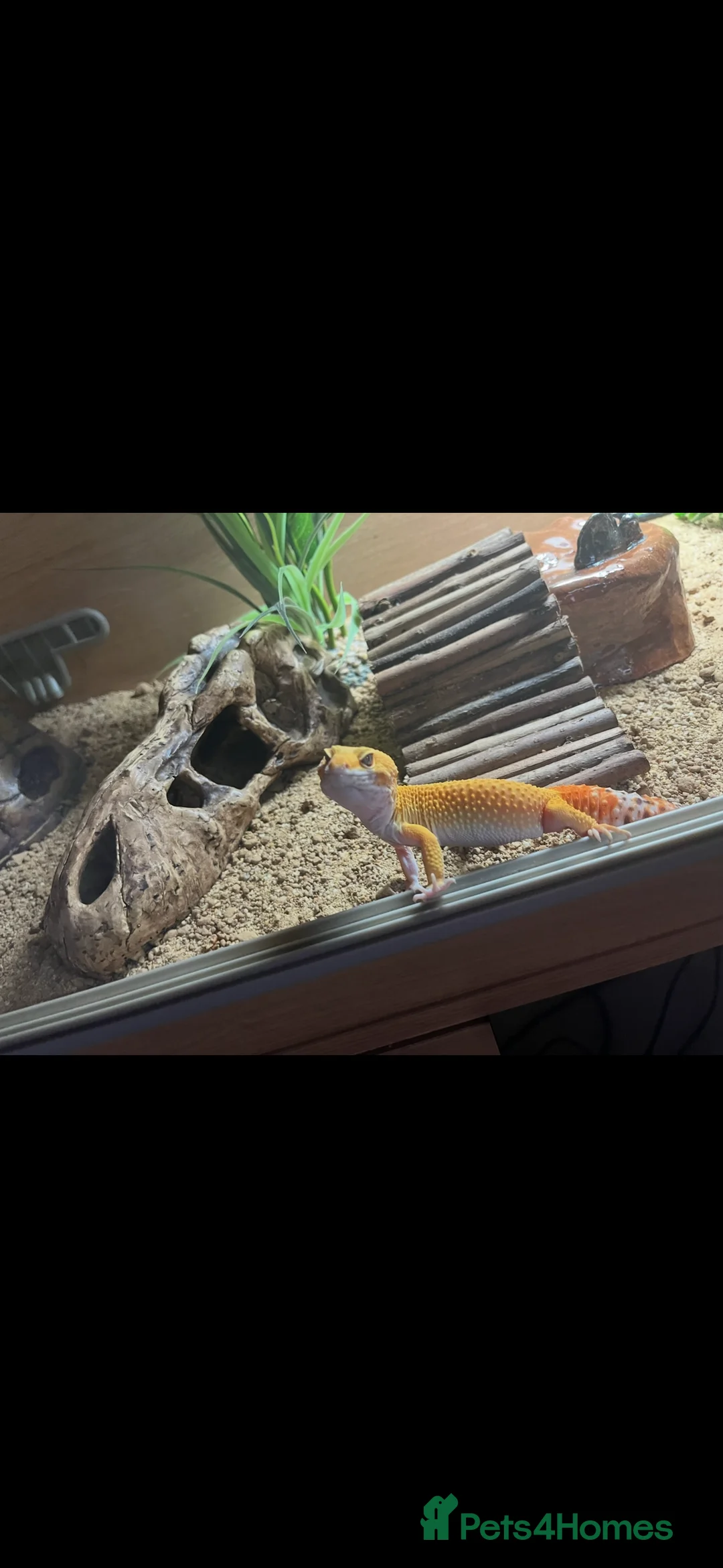 Leopard Gecko reptiles for sale: Gorgeous male Leopard gecko  in Salisbury - Advert 3