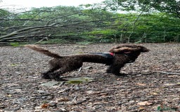 Labradoodle dogs for sale:  Mini toy labradoodle needing a new home  - Image 12