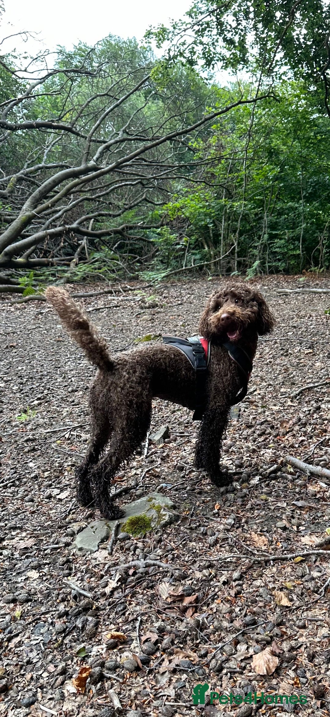 Labradoodle dogs for sale:  Mini toy labradoodle needing a new home  - Image 12