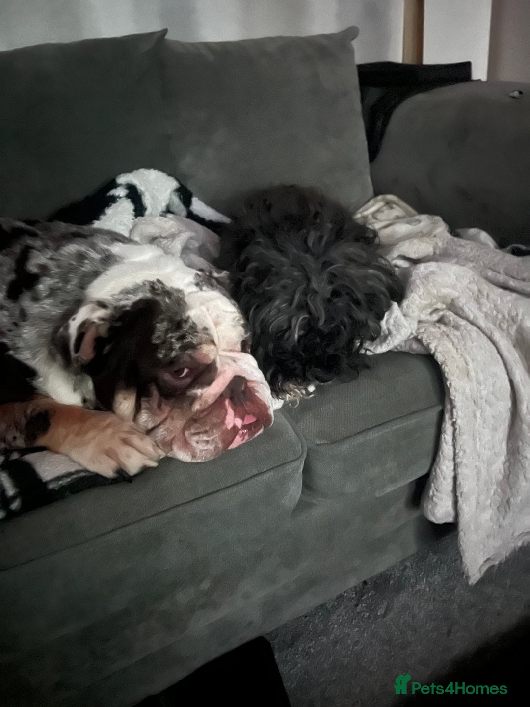 English Bulldog dogs for sale: British Bull Dog - Advert 3