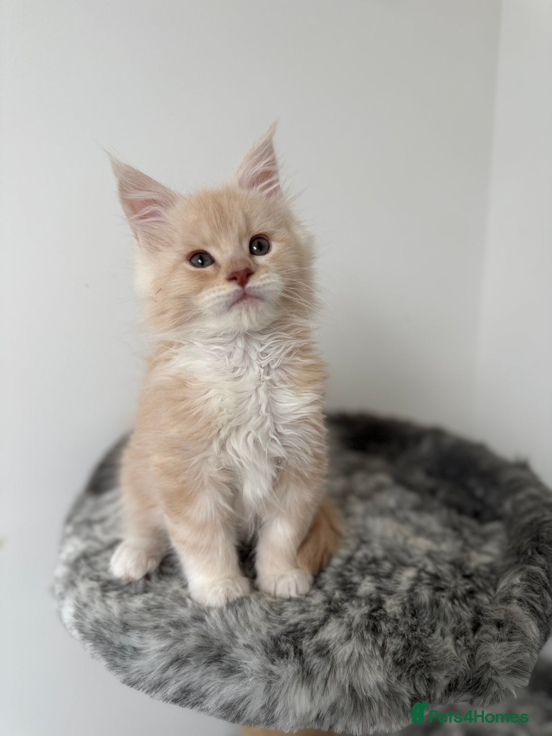 Maine Coon cats for sale: 🐾TICA registered Maine Coon Kittens🐾 - Image 9