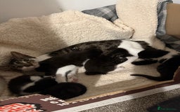 Domestic Shorthair cats for sale: Kittens for sale  - Advert 4