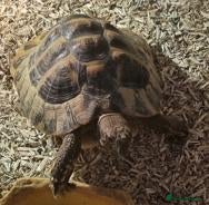 Hermann Tortoise reptiles Hermann’s Tortoise, Sheldon (With Accessories) - Advert 7