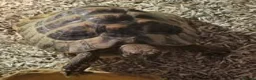 Hermann Tortoise reptiles for sale: Hermann’s Tortoise, Sheldon (With Accessories) in Stockton-on-Tees - Advert 1