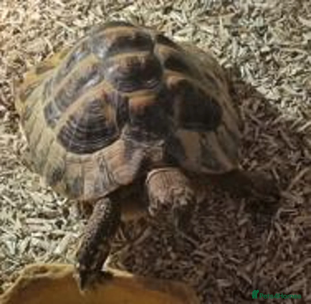 Hermann Tortoise reptiles for sale: Hermann’s Tortoise, Sheldon (With Accessories) in Stockton-on-Tees - Advert 1