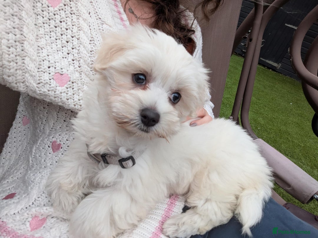 Maltese dogs for sale: 💝Adorable Puppy Looking for a Loving Forever Home - Image 1