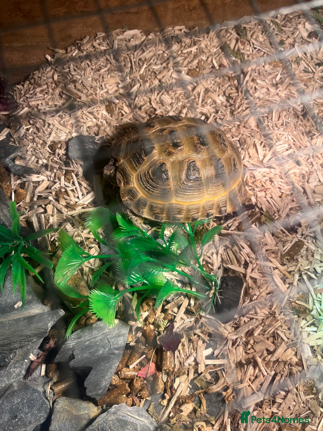 Tortoise reptiles for sale: Horsfield Tortoise - Advert 7