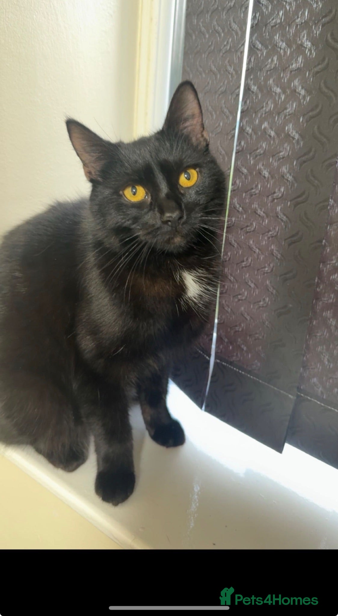 Mixed Breed cats Mother cat & 4 kittens- rehoming together (urgent) - Advert 1
