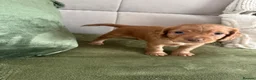 Cocker Spaniel dogs for sale: Beautiful Cocker Spaniel Puppies_Girls & One Boy - Advert 8