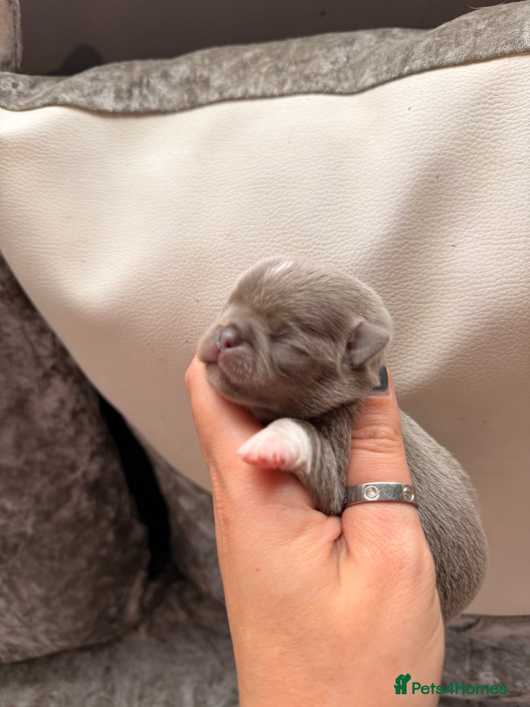 Chihuahua dogs for sale: 🩷Chihuahua puppies Thai genes🩷 - Image 4