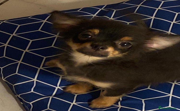 Chihuahua dogs - Advert 7