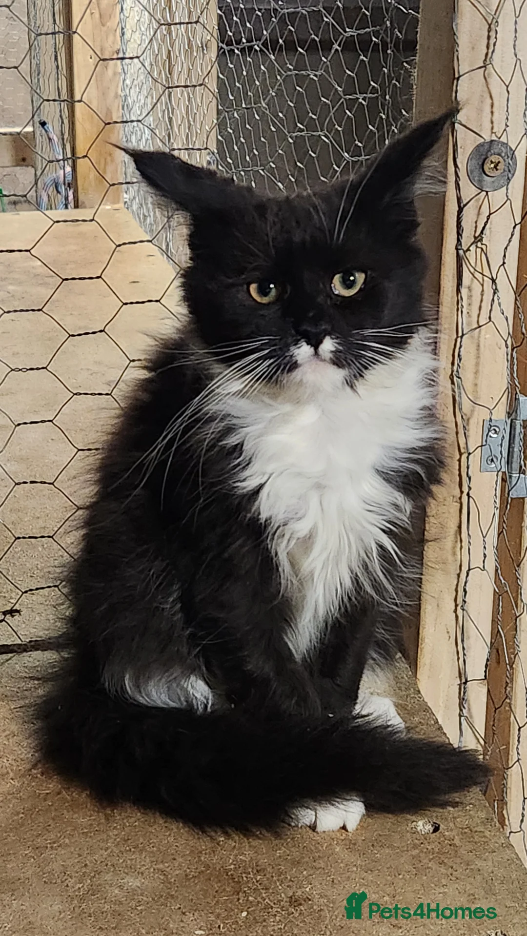 Maine Coon cats for sale: Pure Maine Coon kittens   - Advert 2