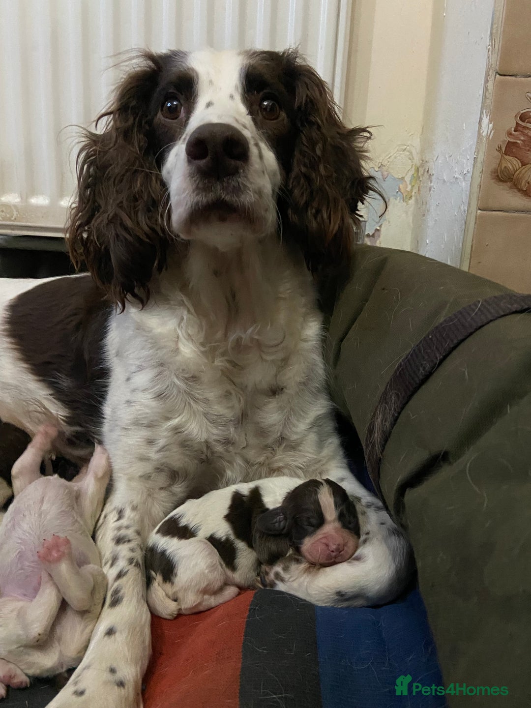 English Springer Spaniel dogs for sale: English Springer spaniel puppies  - Advert 13