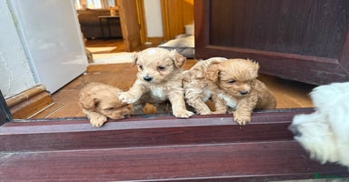 Maltipoo dogs - Advert 3
