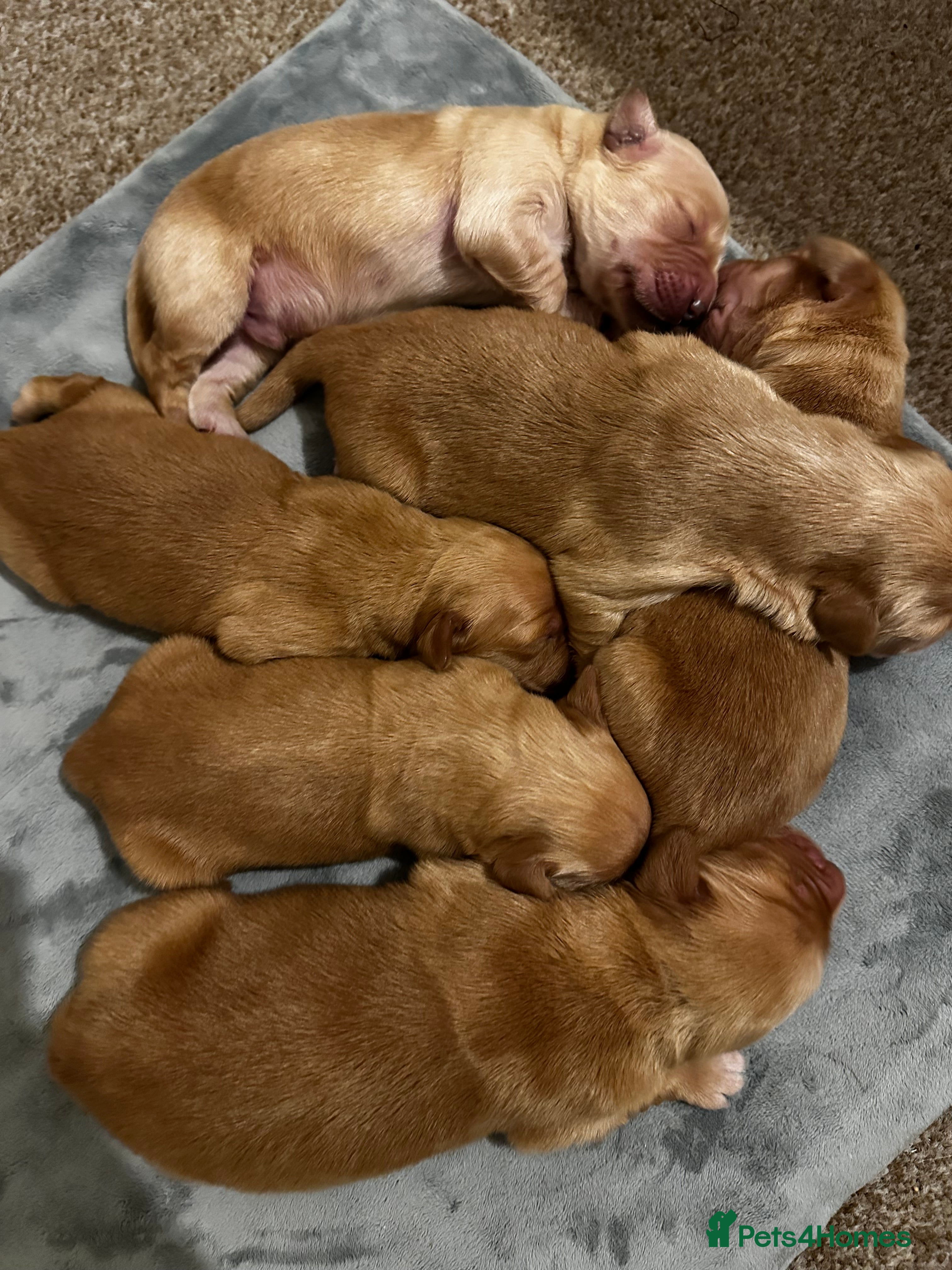 Golden Retriever dogs 😍GORGEOUS 😍 DARK KC REGISTERED PEDIGREE 🐶  - Advert 13