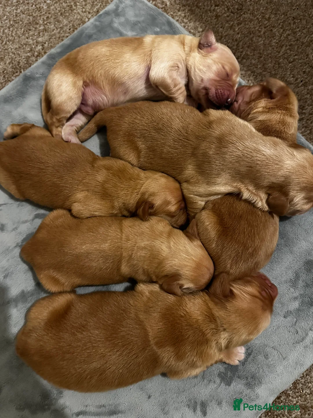 Golden Retriever dogs for sale: DARK GOLDEN RETRIEVER KC REG PEDIGREE 🐶  - Advert 1