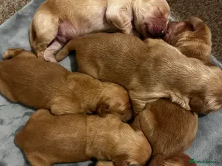 Golden Retriever dogs 😍GORGEOUS 😍 DARK KC REGISTERED PEDIGREE 🐶 - Advert 13