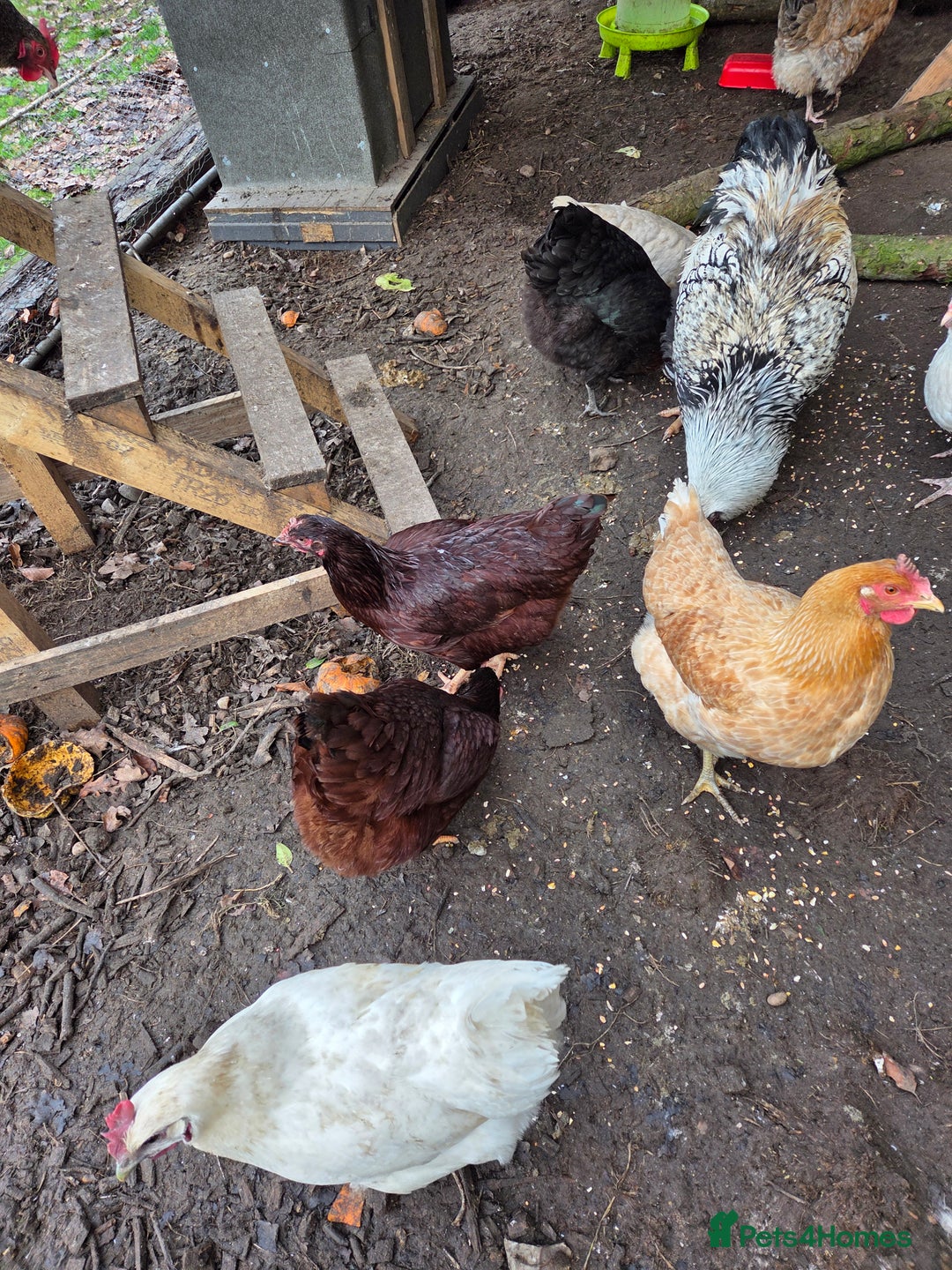 Chickens poultry for sale: Rhode Island Red POL - Advert 2