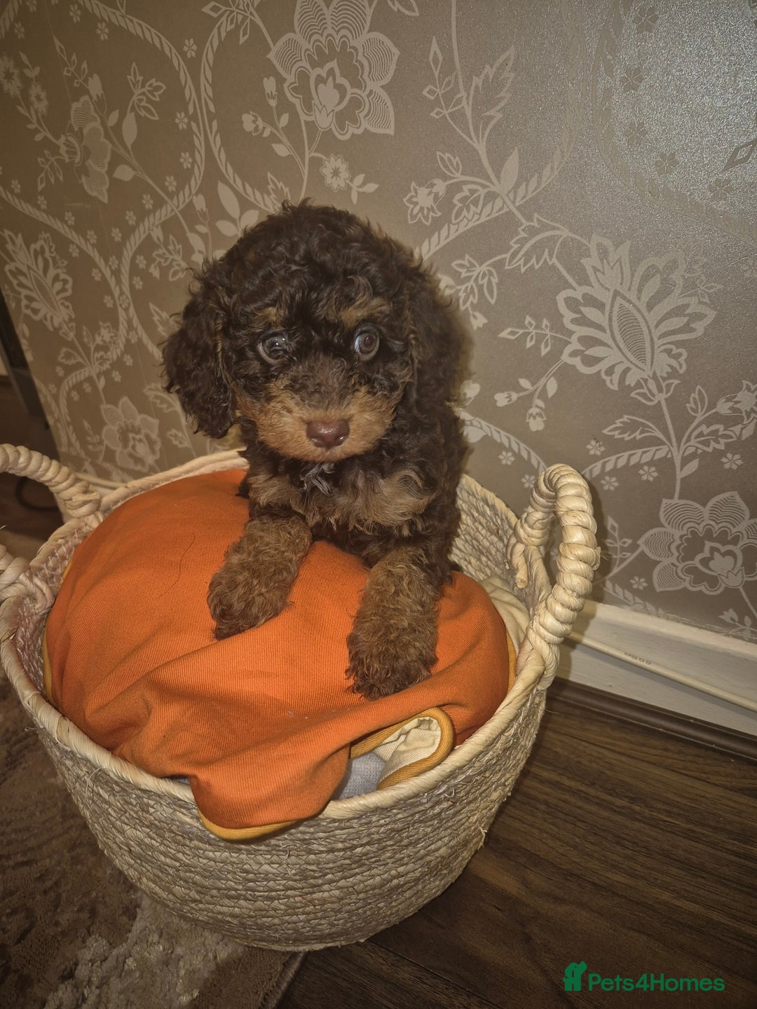 Cavapoo dogs for sale: Pedigree cavapoos  - Advert 6