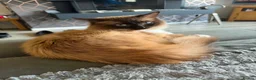 Ragdoll cats for sale: Ragdoll kittens  in Blackburn - Advert 5