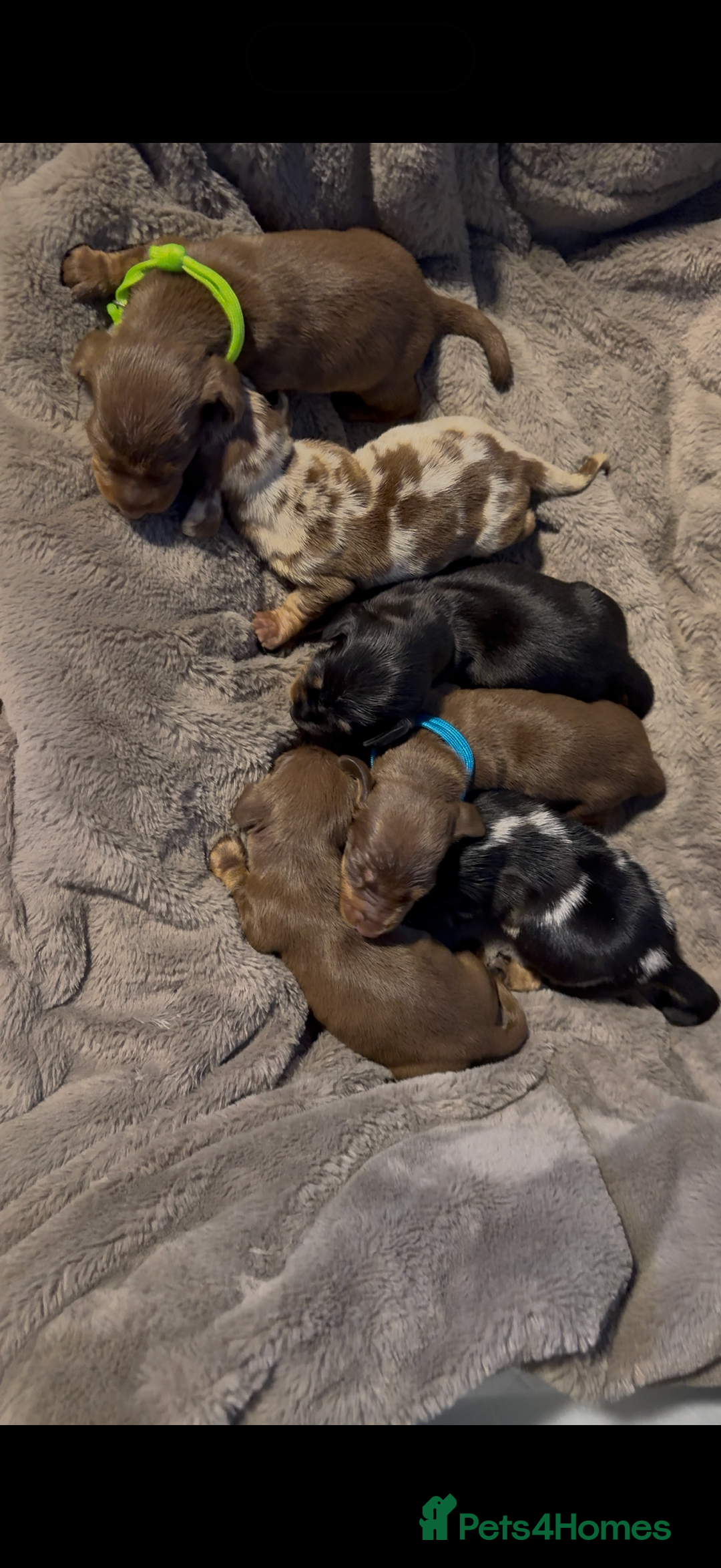 Dachshund dogs for sale: Kc reg first vac chipped licensed bundles of love  - Image 29