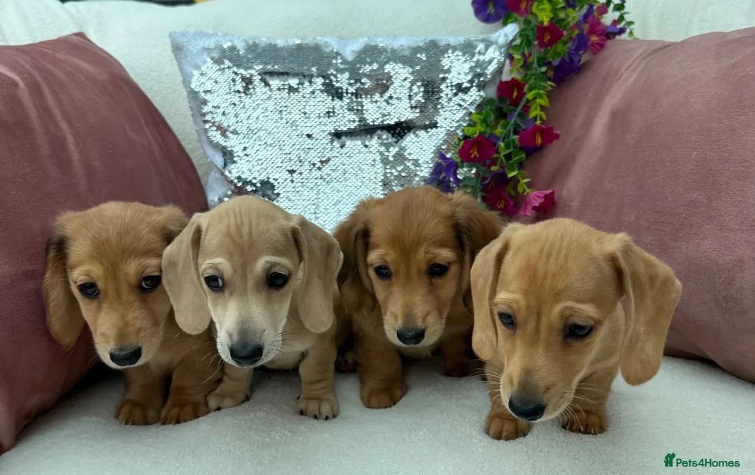 Miniature Dachshund dogs for sale: Minature dachshund ready now - Advert 2