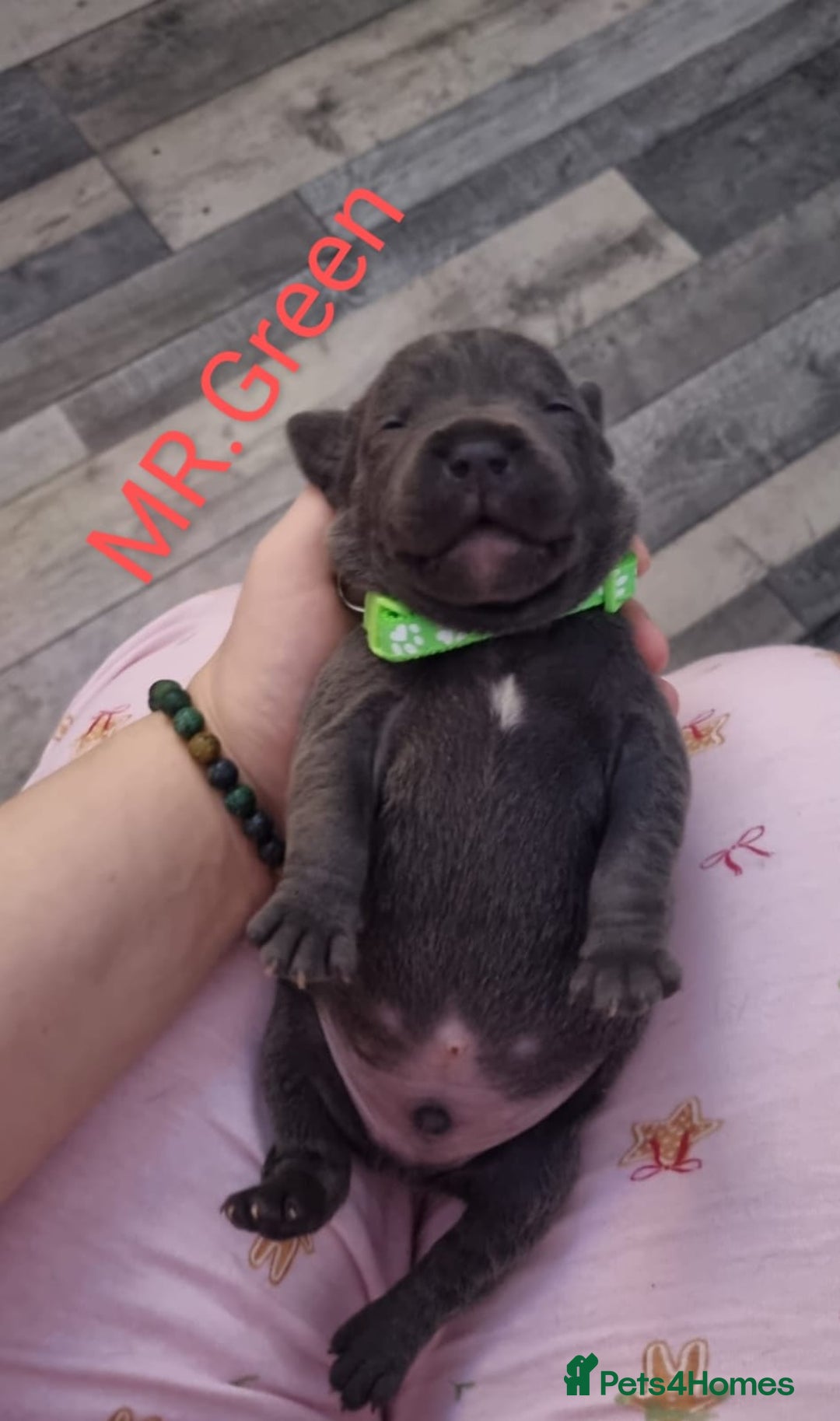 Staffordshire Bull Terrier dogs for sale: Beautifull blue staff puppies for sale  - Advert 14